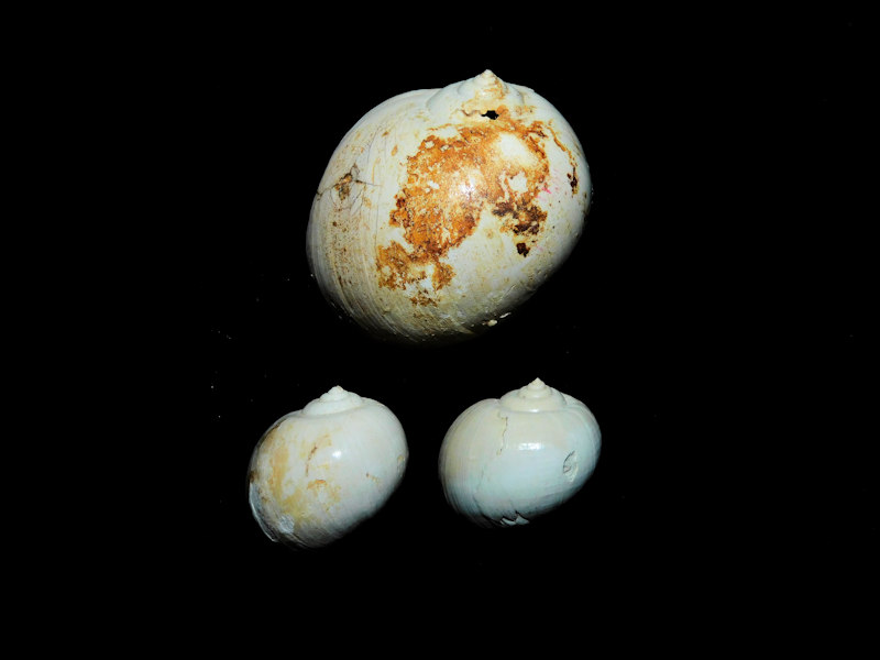 Globularia fischeri (3) 25.82mm,14.61mm,14.00mm."Chipola"#17202