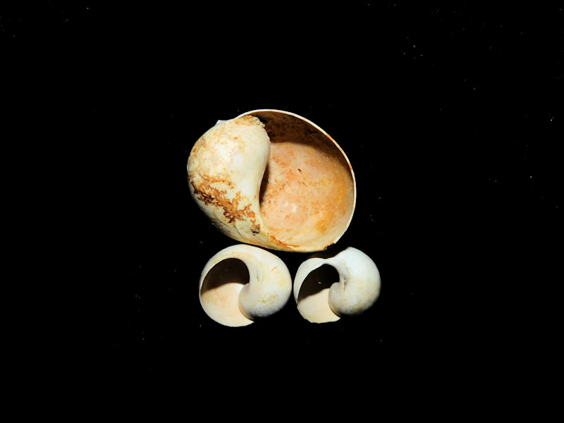 Globularia fischeri (3) 25.82mm,14.61mm,14.00mm."Chipola"#17202