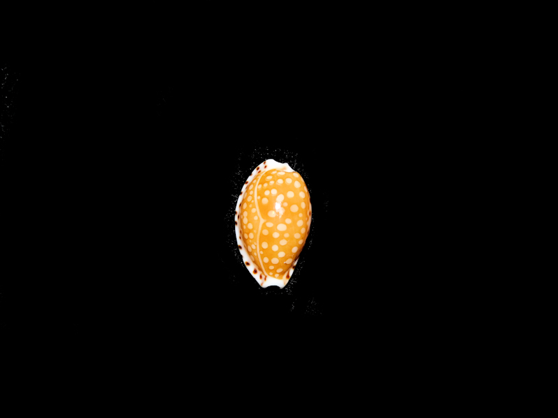 Cribrarula gaskoini fischeri 15.34mm. "Hawaii" #700160