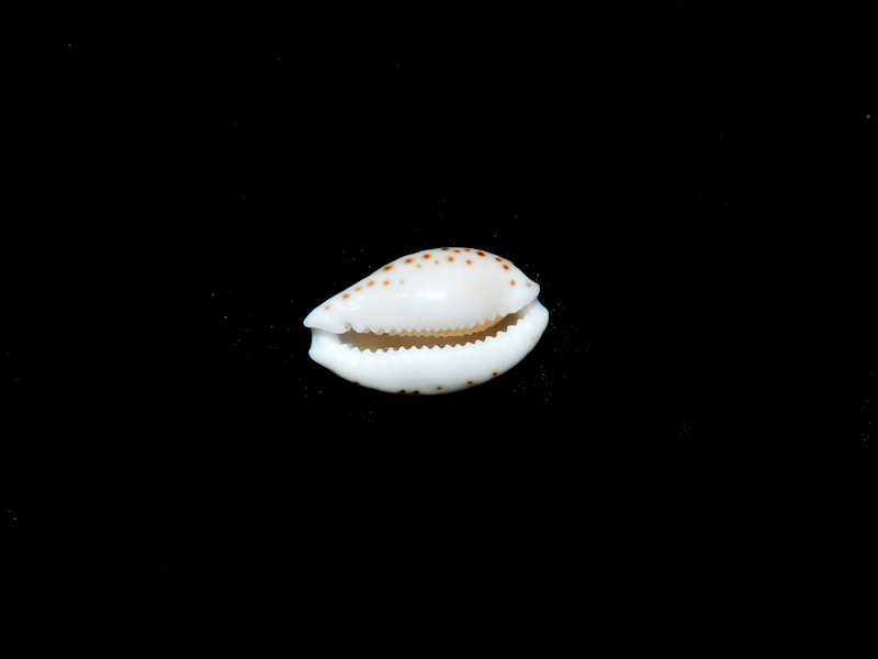 Cribrarula gaskoini fischeri 15.34mm. "Hawaii" #700160