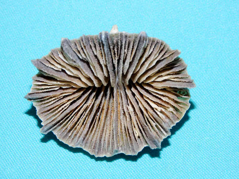 Flabellum moseleyi 2 3/8" or 56.65mm. "Deepwater" #17255 - Click Image to Close