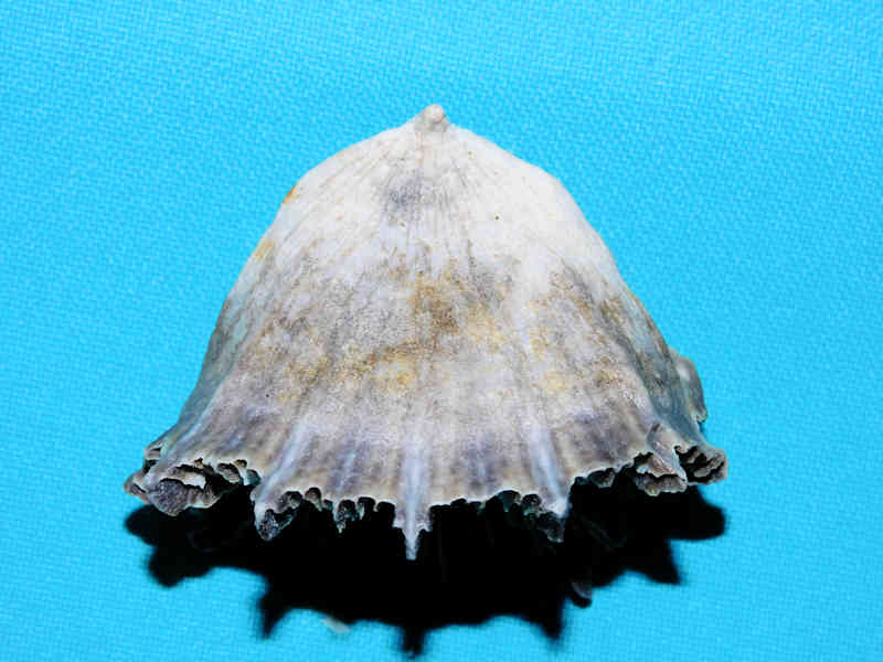 Flabellum moseleyi 2 3/8" or 56.65mm. "Deepwater" #17255