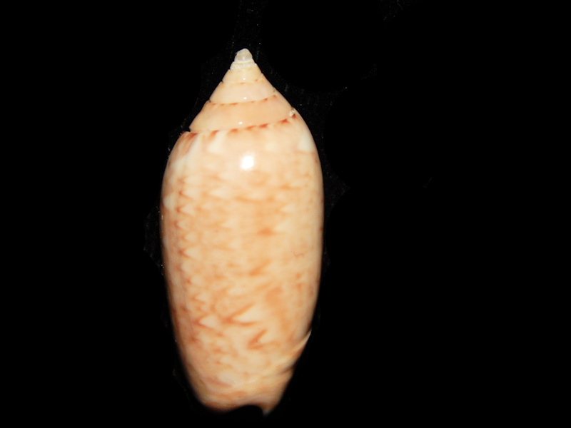 Oliva (Strephona) flammulata flammulata 1”Lot#14886 Oliva (Strephona) flammulata flammulata 1”Lot#14886