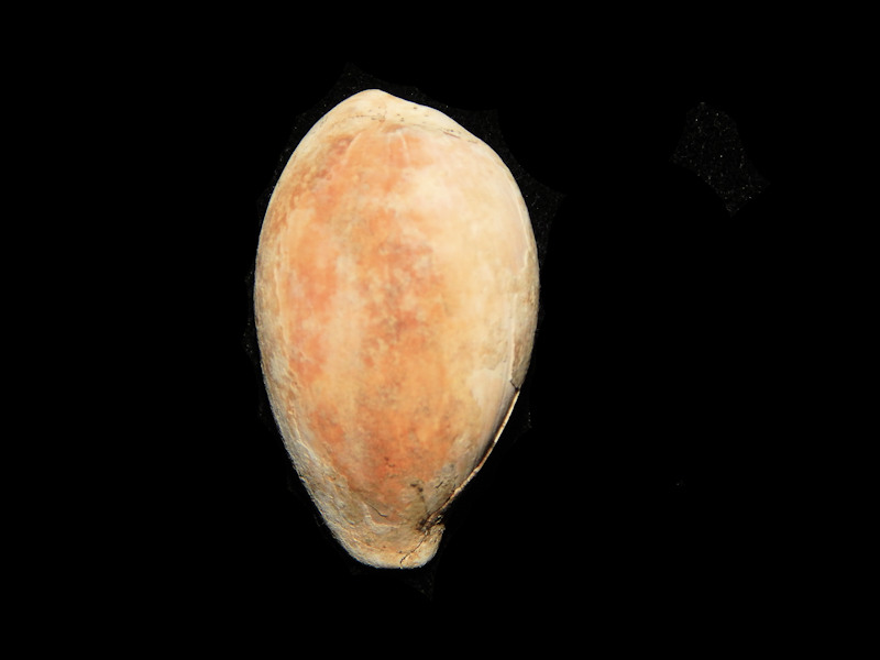 Schilderia flavicula 1 ¼”-Italian Pliocene-Lot#14264 Schilderia flavicula 1 ¼”-Italian Pliocene-Lot#14264