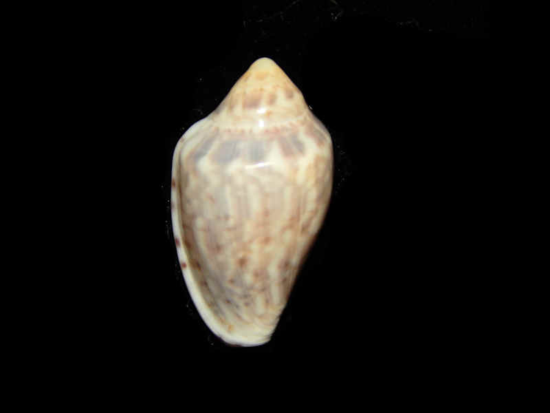 Marginella floccata 24.06mm. -South Africa-Lot#15748