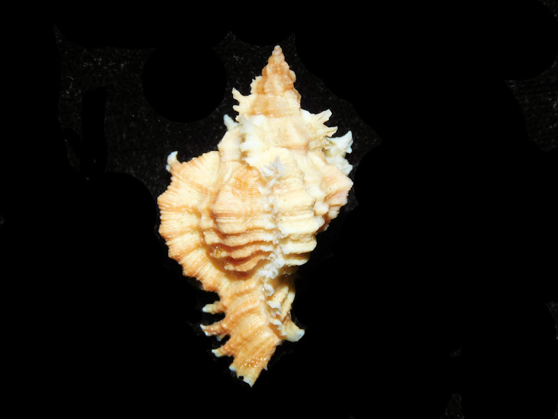 Chicoreus florifer 1 5/8” or 37.12mm. w/o "Orange" LOT#700980G (image for) Chicoreus florifer 1 5/8” or 37.12mm. w/o "Orange" LOT#700980G