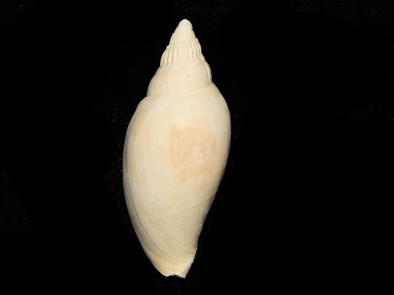 Scaphella floridana 2 5/8” -Brantley Pit-Lot#15938 Scaphella floridana 2 5/8” -Brantley Pit-Lot#15938