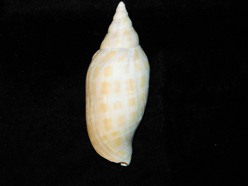 Scaphella floridana 4 7/8” or 125.54mm. "Lovely Adult"#700765 Scaphella floridana 4 7/8” or 125.54mm. "Lovely Adult"#700765