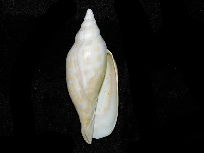 Scaphella floridana 4 7/8” or 125.54mm. "Lovely Adult"#700765