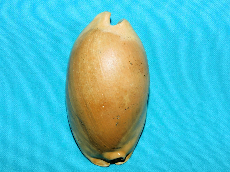 Akleistostoma floridana 3 5/8” or 88.77mm."Gorgeous"#400081 Akleistostoma floridana 3 5/8” or 88.77mm."Gorgeous"#400081