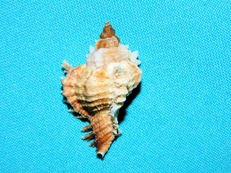 Chicoreus (Triplex)florifer 1 5/8” or 37.24mm."Eleuthera"#17316