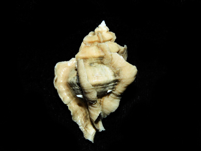 Pterorhytis fluviana 1 5/8” or 38.24mm. "Superb" #700456