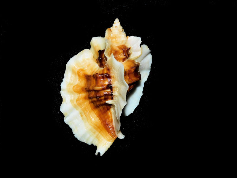 Ceratostoma foliatum 2 1/8” or 53.40mm. "lovely" #700369 Ceratostoma foliatum 2 1/8” or 53.40mm. "lovely" #700369