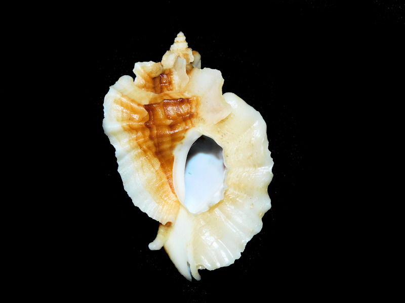 Ceratostoma foliatum 2 1/8” or 53.40mm. "lovely" #700369