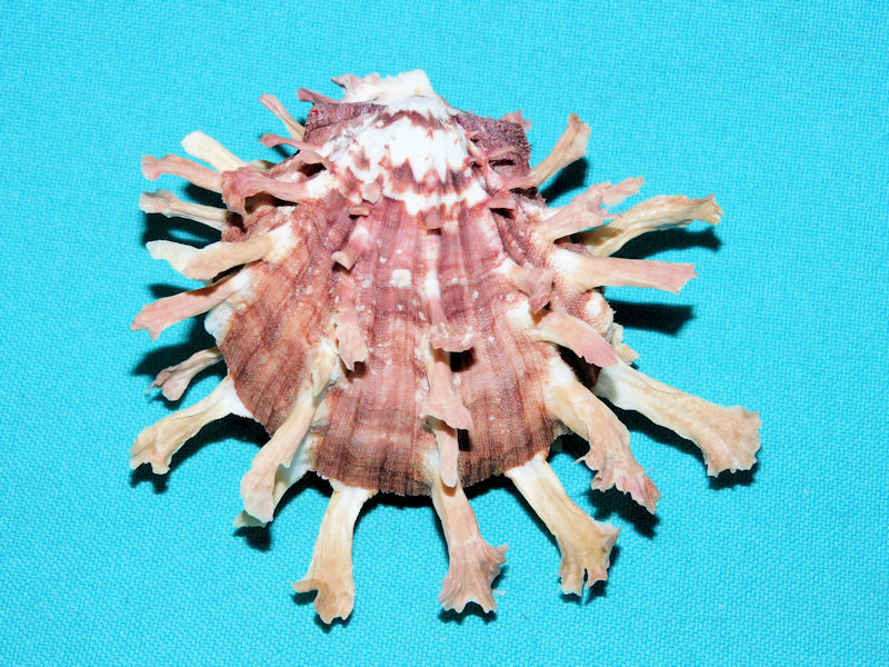 Spondylus foliaceus 3 5/8” or 91.60mm."Superb"#700025 - Click Image to Close