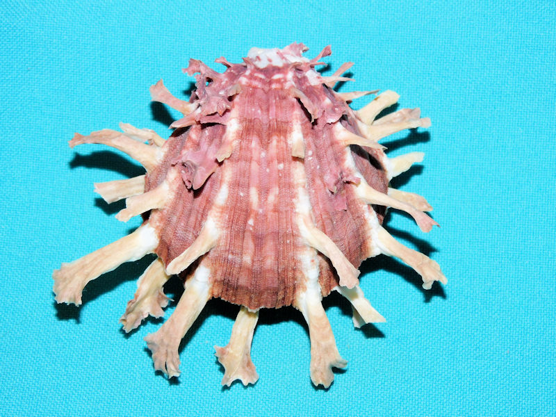 Spondylus foliaceus 3 5/8” or 91.60mm."Superb"#700025 - Click Image to Close