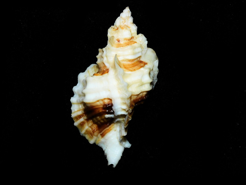 Ceratostoma foliatum 2 ¾” or 71.59mm. w/o."Lovely" #700599 - Click Image to Close