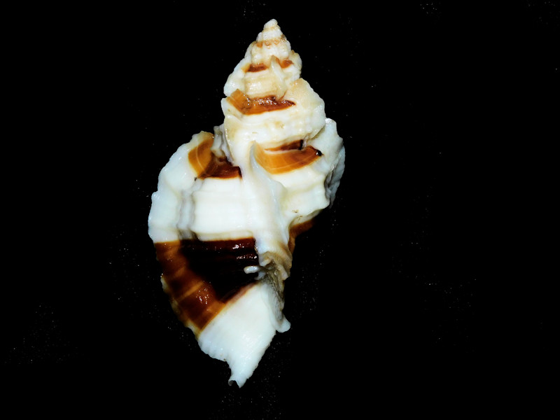Ceratostoma foliatum 2 1/2” &60.13mm.w/o.Tacoma Narrows #700696 - Click Image to Close