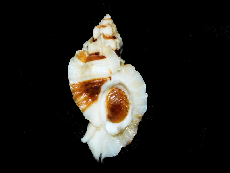 Ceratostoma foliatum 2 1/2” &60.13mm.w/o.Tacoma Narrows #700696 - Click Image to Close