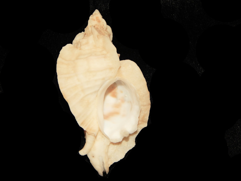 Ceratostoma foliatum 3 ½ or 86.70mm -British Columbia#13799 - Click Image to Close