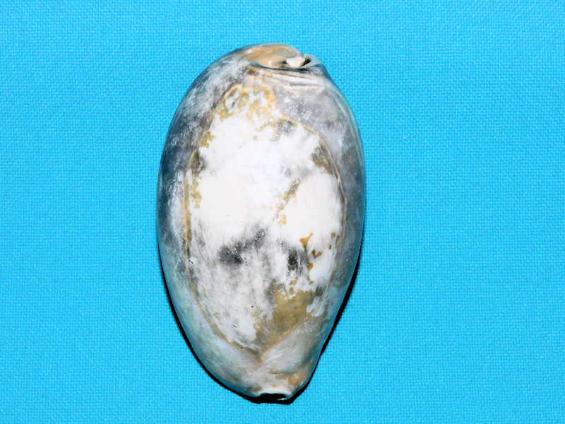 Siphocypraea streami 2 3/4” or 69.04mm."Fordville" #800211 Siphocypraea streami 2 3/4” or 69.04mm."Fordville" #800211