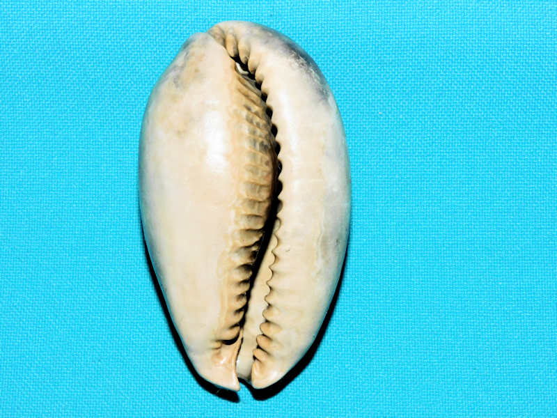 Siphocypraea streami 2 3/4” or 69.04mm."Fordville" #800211 - Click Image to Close