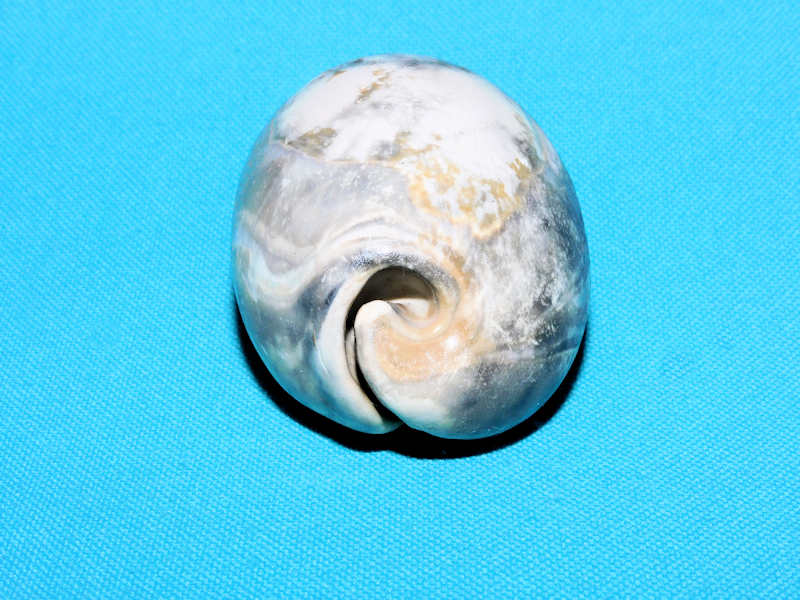 Siphocypraea streami 2 3/4” or 69.04mm."Fordville" #800211 - Click Image to Close