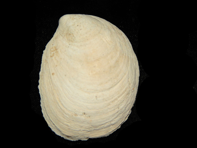 Crepidula (Crepidula) fornicata 2” -Lee Creek Mine-Lot#15649 - Click Image to Close