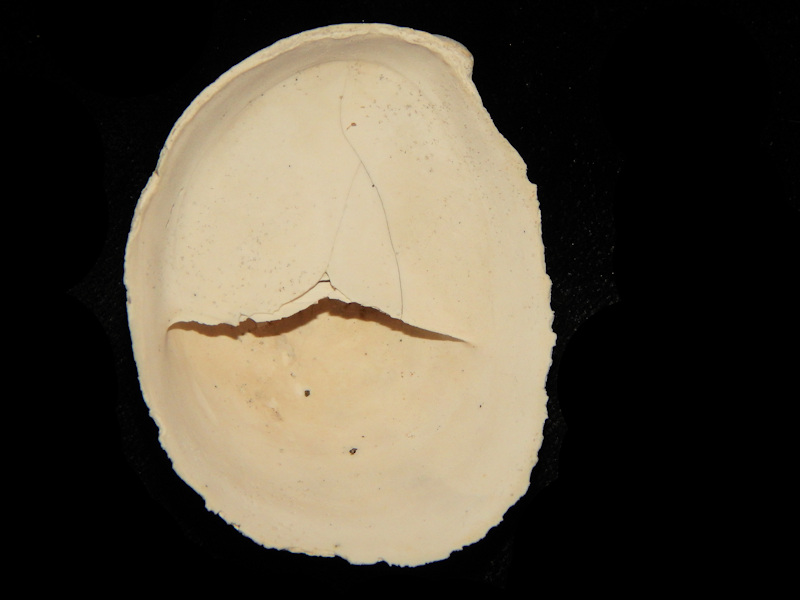 Crepidula (Crepidula) fornicata 2” -Lee Creek Mine-Lot#15649 - Click Image to Close