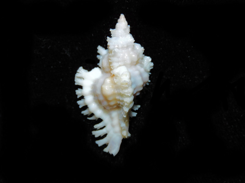 Chicoreus fosterorum 1 ¼” or 30.93mm. #700410
