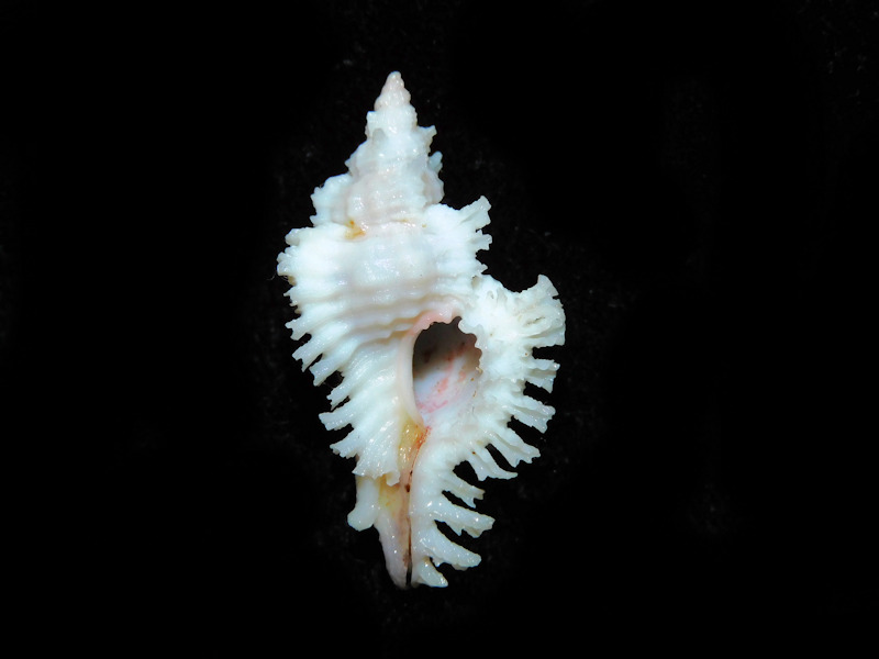 Chicoreus fosterorum 1 ¼” or 30.93mm. #700410