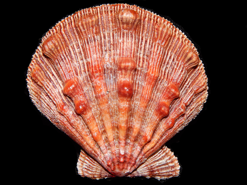 Pectinidae