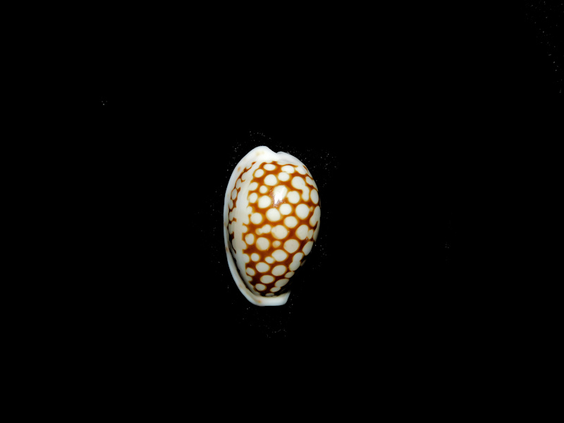 Cribrarula esontropia francescoi 17.65mm."Madagascar" #700296