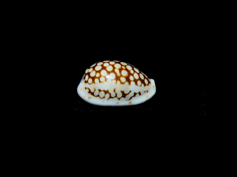 Cribrarula esontropia francescoi 17.65mm."Madagascar" #700296