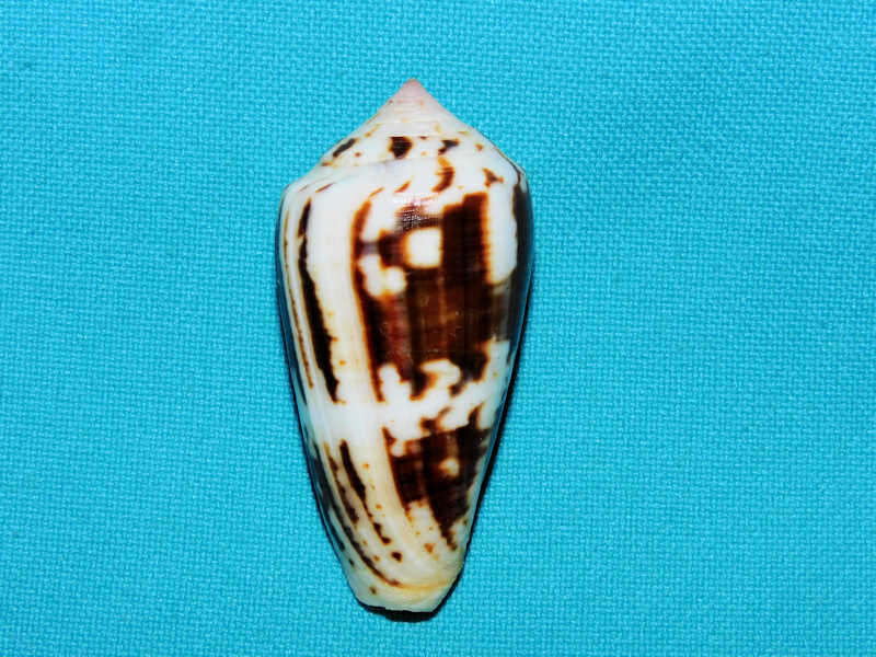 Pionoconus magus frauenfeldi 2” -Rare from Sumatra-Lot#16861
