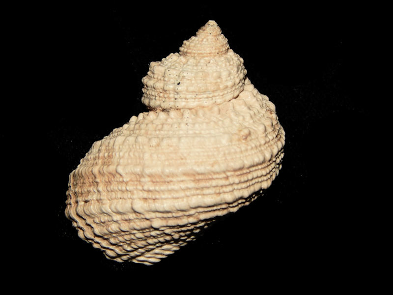 Turbo castanea f. ayersi 1 3/4"-"Freak Specimen"-Lot#15851 Turbo castanea f. ayersi 1 3/4"-"Freak Specimen"-Lot#15851