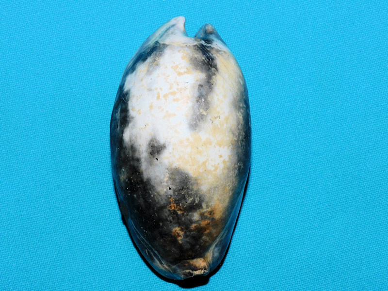 Pseudadusta kalafuti 2 7/8” or 74.38mm.Unique Variant #800083 Pseudadusta kalafuti 2 7/8” or 74.38mm.Unique Variant #800083