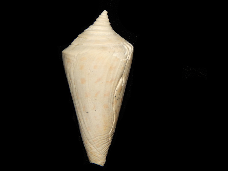 Seminoleconus trippae 1 7/8”-"Freak Spire-Lot#14699 Seminoleconus trippae 1 7/8”-"Freak Spire-Lot#14699