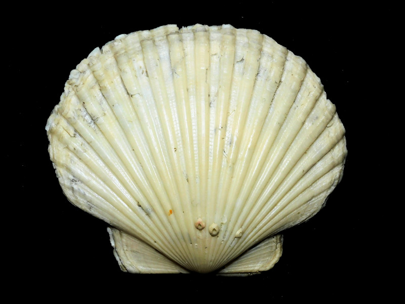 Carolinapecten darlingtonensis 4 7/8” or 124.90mm."freak"#500019 Carolinapecten darlingtonensis 4 7/8” or 124.90mm."freak"#500019