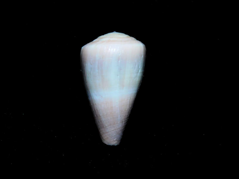 Virgiconus frigidus 1 ¼” or 30.59mm. Superb Lot#16854 Virgiconus frigidus 1 ¼” or 30.59mm. Superb Lot#16854