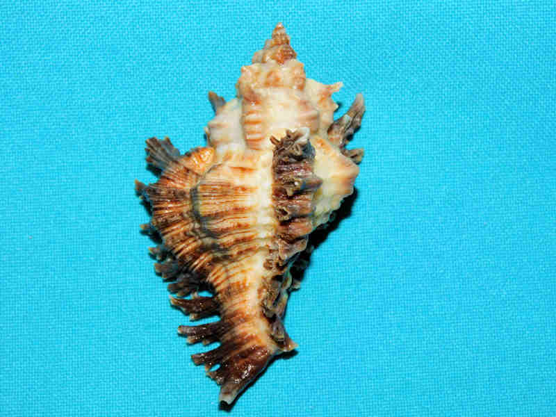 Chicoreus florifer 2 7/8” or 71.67mm.w/o" Gorgeous Dark #700110 Chicoreus florifer 2 7/8” or 71.67mm.w/o" Gorgeous Dark #700110