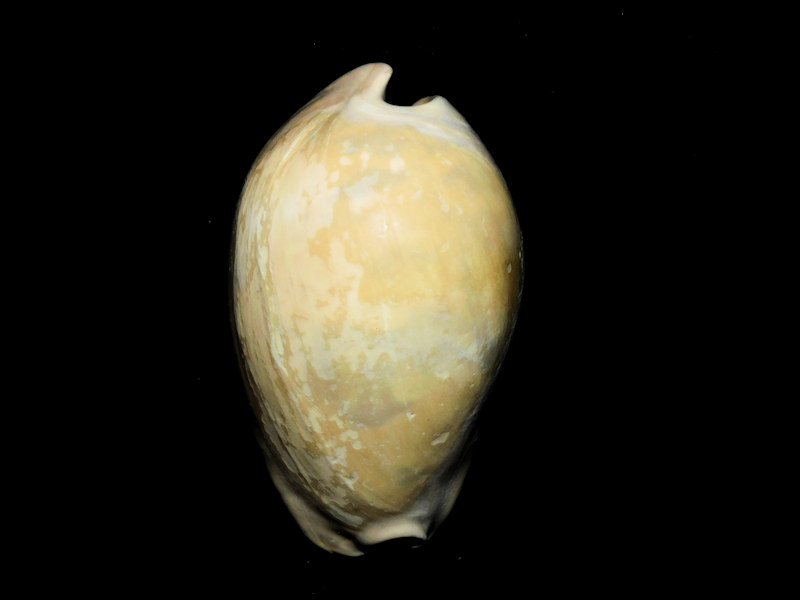 Akleistostoma fruitvillensis 2 ¾” or 68.84mm. "Rare" #800184