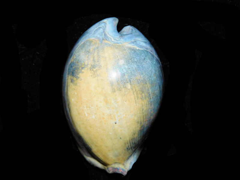 Akleistostoma fruitvillensis 2 ¼” or 55.78mm. "Gorgeous" #700811 Akleistostoma fruitvillensis 2 ¼” or 55.78mm. "Gorgeous" #700811
