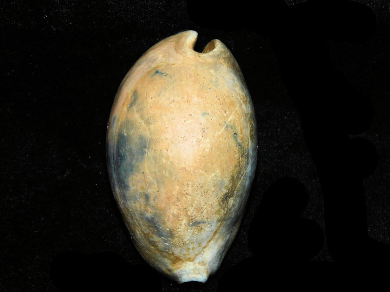 Pseudadusta metae 2 7/8” or 72.91mm. "Adult"#700942 Pseudadusta metae 2 7/8” or 72.91mm. "Adult"#700942