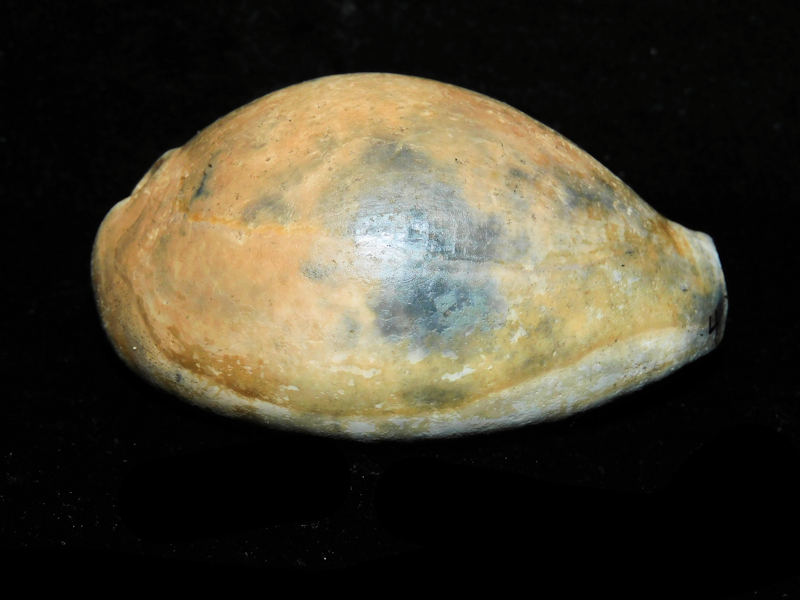 Pseudadusta metae 2 7/8” or 72.91mm. "Adult"#700942