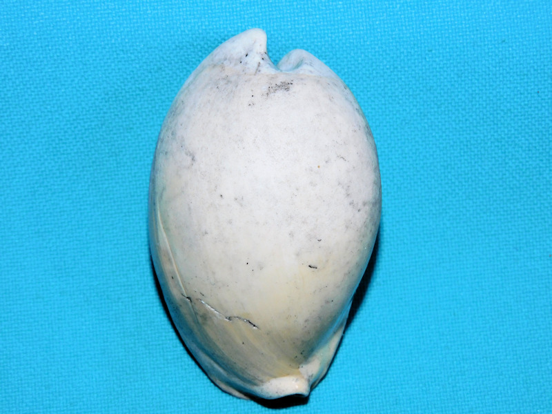 Akleistostoma fruitvillensis 2 3/8” or59.42mm"Ultra-Rare"#400086 Akleistostoma fruitvillensis 2 3/8” or59.42mm"Ultra-Rare"#400086