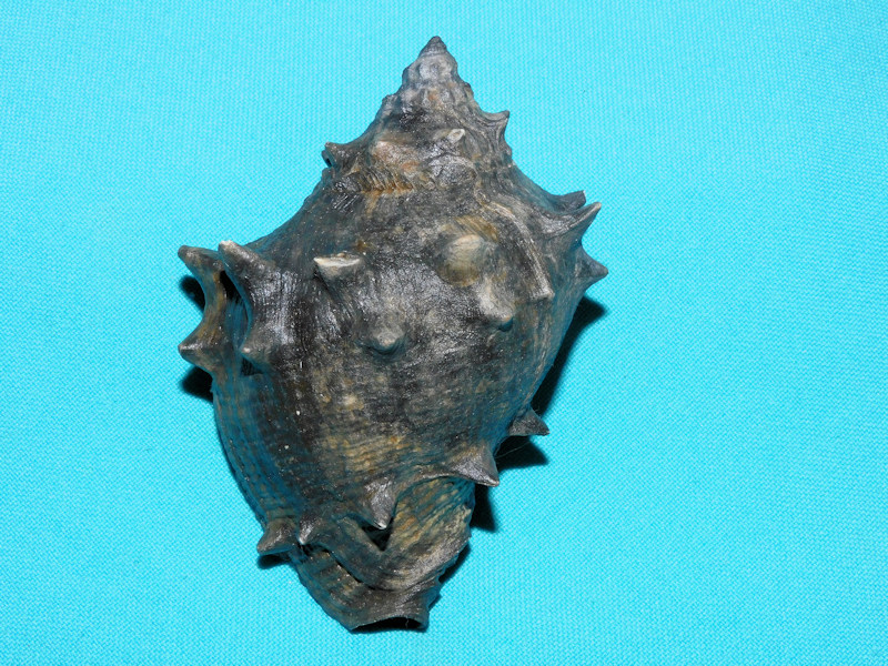 Melongena sarasotaensis 3 5/8” or 91.44mm."Black Fossil" #600058