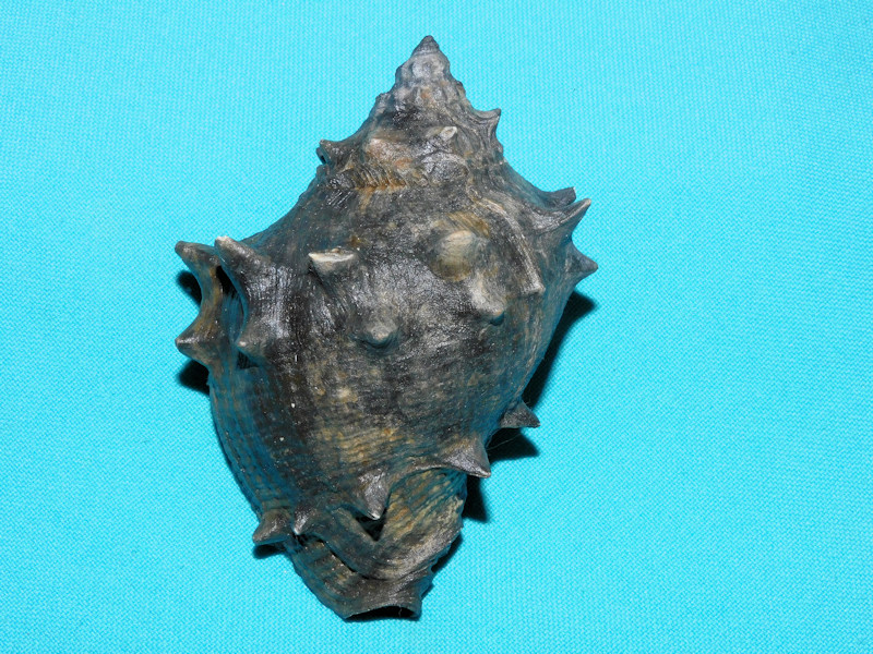 Melongena sarasotaensis 3 5/8” or 91.44mm."Black Fossil" #600058 Melongena sarasotaensis 3 5/8” or 91.44mm."Black Fossil" #600058