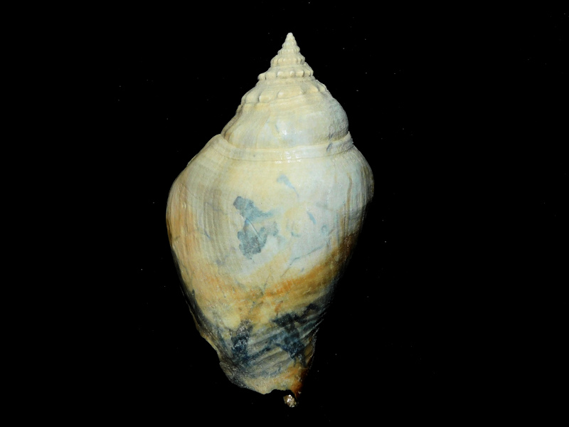 Strombus floridanus fruitvillensis 2 7/8” or 73.88mm.#17147 Strombus floridanus fruitvillensis 2 7/8” or 73.88mm.#17147