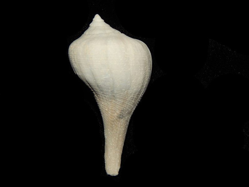 Sinistrofulgur Sp.2 5/8” or 63.41mm. Un-named sp. Lot#14836 Sinistrofulgur Sp.2 5/8” or 63.41mm. Un-named sp. Lot#14836
